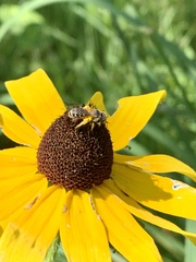 Halictus ligatus