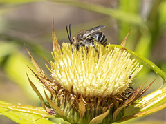 Tetraloniella hohmanni