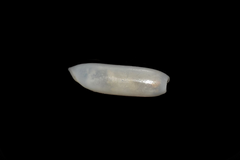 Cylichna cylindracea