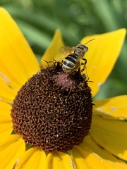 Halictus ligatus