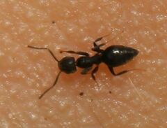 Technomyrmex difficilis