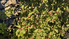 Frangula rupestris