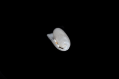 Cylichna cylindracea