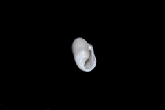 Cylichna cylindracea
