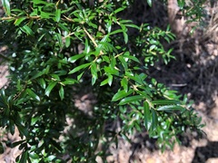 Pittosporum viscidum