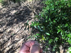 Pittosporum viscidum