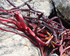 Ascophyllum nodosum
