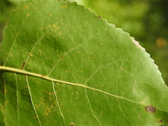 Melampsora occidentalis