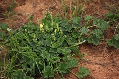 Apodanthera undulata