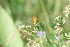 Sympetrum