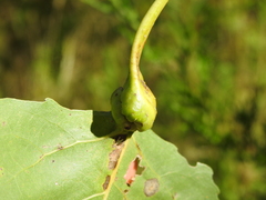 Pemphigus populicaulis