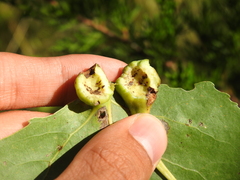 Pemphigus populicaulis