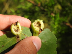 Pemphigus populicaulis