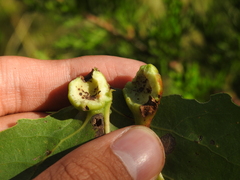 Pemphigus populicaulis