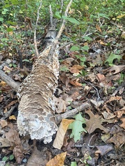 Fungi