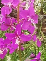 Chamaenerion angustifolium