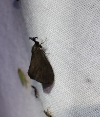 Cryptothelea nigrita