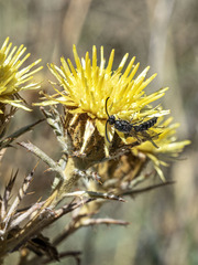 Poecilotiphia gracilis