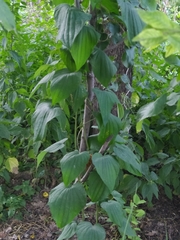 Dioscorea caucasica