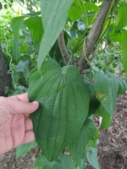 Dioscorea caucasica