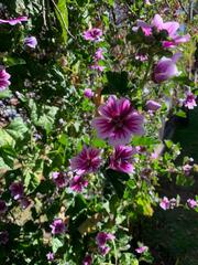 Malva