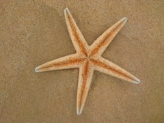 Astropecten aranciacus