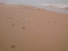 Astropecten aranciacus