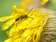 Lasioglossum loetum