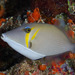 Lei Triggerfish - Photo (c) Mark Rosenstein, some rights reserved (CC BY-NC-SA)