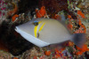 Lei Triggerfish - Photo (c) Mark Rosenstein, some rights reserved (CC BY-NC)