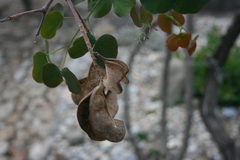 Senegalia reniformis