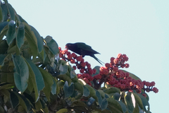 Charmosyna papou goliathina