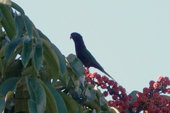 Charmosyna papou goliathina