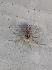 Oecobius maculatus