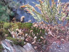 Pleopeltis pleopeltifolia