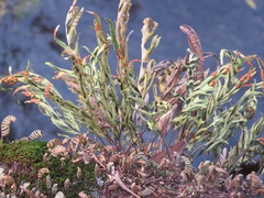 Pleopeltis pleopeltifolia