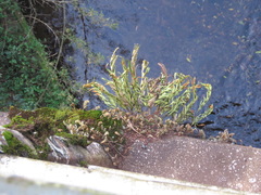 Pleopeltis pleopeltifolia