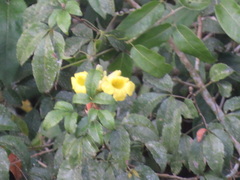 Adenocalymma paulistarum