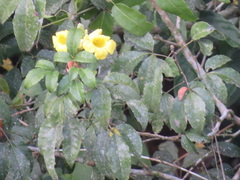 Adenocalymma paulistarum