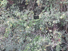 Adenocalymma paulistarum