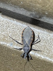 Triatoma rubida