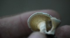 Mycorrhaphium adustum