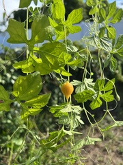 Momordica charantia