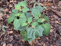 Datura discolor