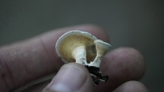 Mycorrhaphium adustum