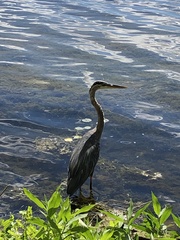 Ardea herodias