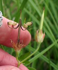 Geranium californicum