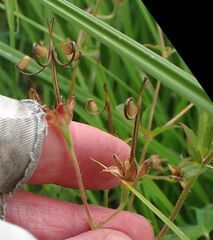 Geranium californicum