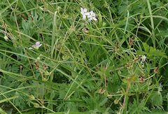 Geranium californicum