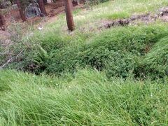 Geranium californicum